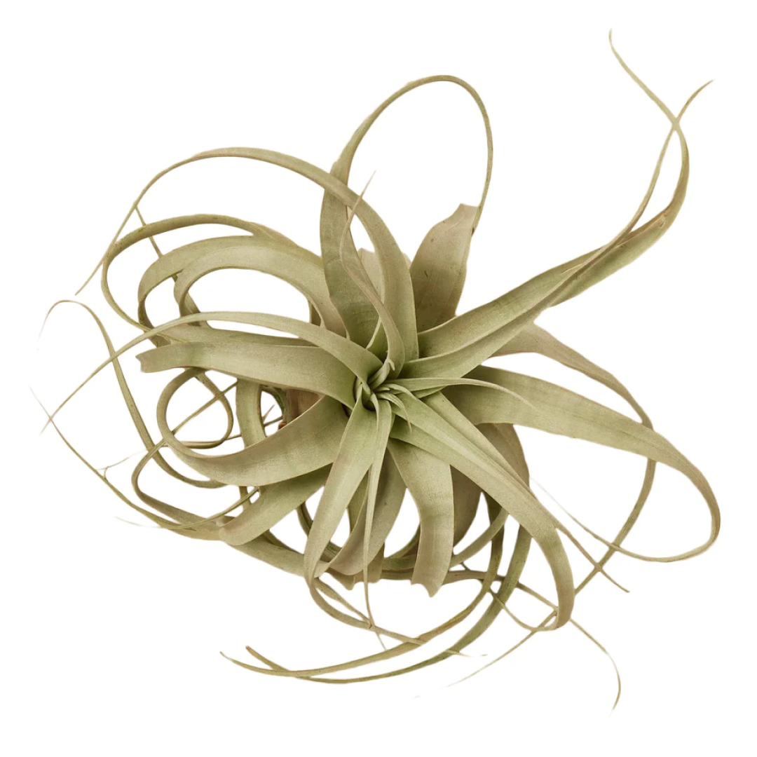 Air Plants