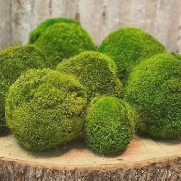 Moss Ball